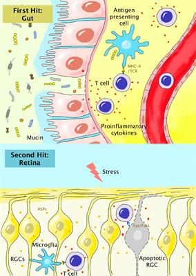 T Cell-Mediated Autoimmunity in Glaucoma Neurodegeneration